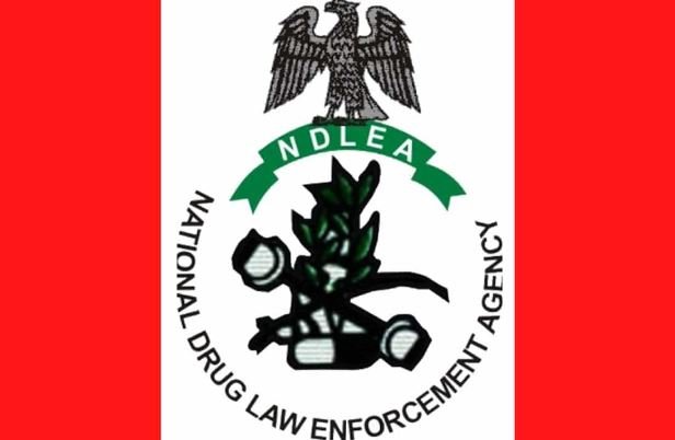 What Is The Full Meaning Of NDLEA And Their Functions